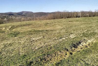 Teren de 10600 mp, în Crocna - 3