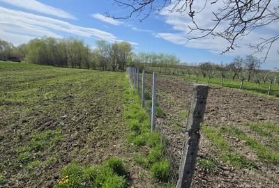 Teren Construcții intravilan de 1300 mp, în Curtișoara - 12