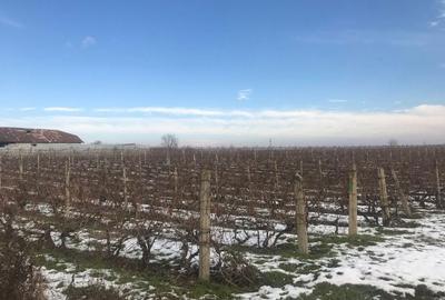 Teren de 4019 mp, în Exterior Vest - 3