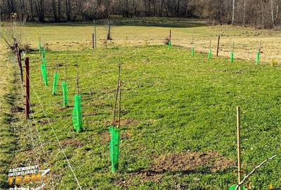 Spațiu comercial, în Sărămaș - 7