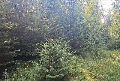 Teren de 6450 mp, în Neagra - 8