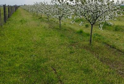 Teren extravilan de 10000 mp, în Central - 2