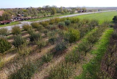 De vanzare teren cu livada in Sarbova! - 5