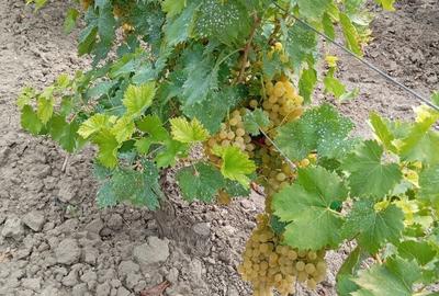 Casă cu 4 camere în Daia - 1