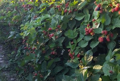 Teren de 60000 mp, în Albina - 1