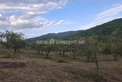 Teren spectaculos cu padure, livada si priveliste panoramica in Soimari PH - 16