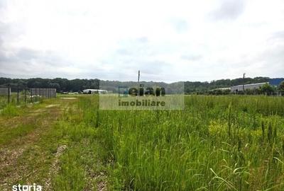 Teren de 3300 mp, în Ciolpani - 4
