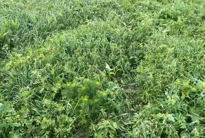 Casă cu Teren 3400 Mp în Recea-Cristur - 7