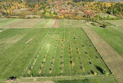 Teren intravilan de 13965 mp, în Aușeu - 3