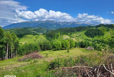 Teren de 30000 mp, în Moieciu