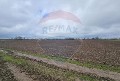 Teren Construcții intravilan de 5000 mp, în Adunații-Copăceni - 4