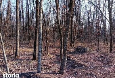 Teren de 5000 mp, în Lunca - 3