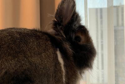 Apartament cu 2 camere semidecomandat, mobilat în Politehnica - 18