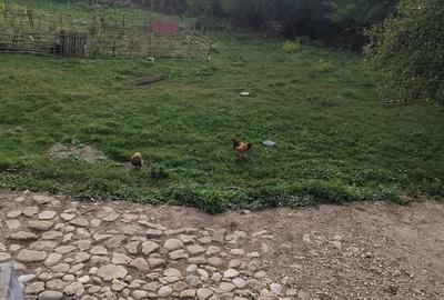 Teren de 1560 mp, în Provița de Jos