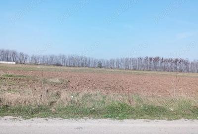 Teren de 500 mp, în Coșoveni - 1