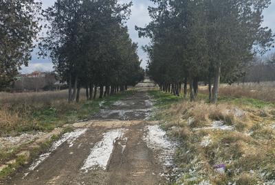 Teren Construcții intravilan de 49284 mp, în Agigea - 4