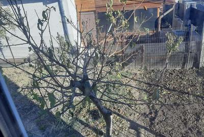 Casă cu 5 camere în Năvodari - 9