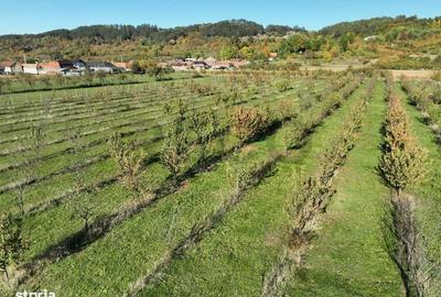 Spațiu comercial, în Aușeu - 7