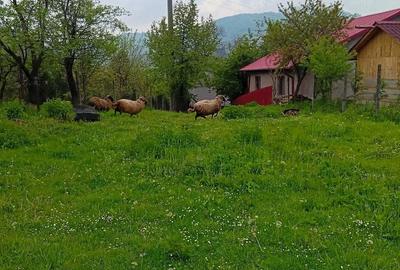 Casă cu Teren 2200 Mp în Central - 4