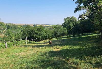 Spațiu comercial, în Dragomirești - 2