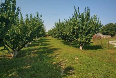 Ferma cu hale 3000 mp si teren 12000 mp, 30 km de Constanta - 5