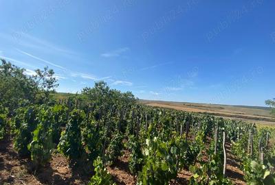 Casă cu 2 camere în Săcășeni - 4