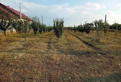 Casă cu 3 camere cu Teren 2100 Mp în Central - 4