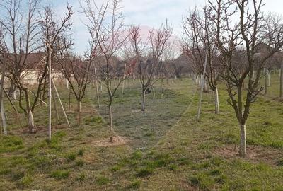 Teren Construcții intravilan de 2954 mp, în Vladimirescu - 6