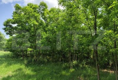 Casa spatioasa la rosu, 2024, 2800 mp teren, zona Andrieseni - 7