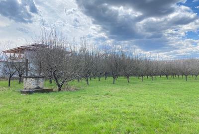 Teren Construcții intravilan de 7000 mp, în Berevoești - 9