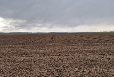 Teren agricol intravilan de 10000 mp, în Vest - 5