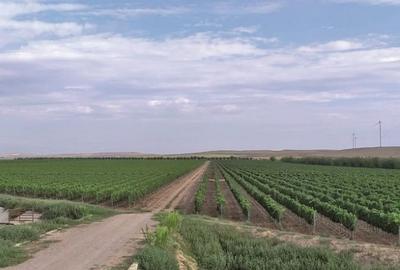 Teren agricol extravilan de 29100 mp, în Puiești - 3