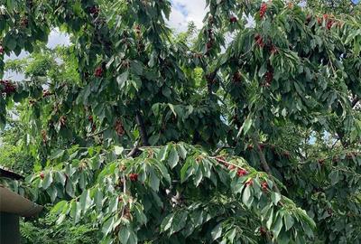 Casă cu 6 camere în Giubega - 10