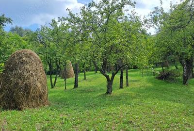 Teren în Șotrile - 4
