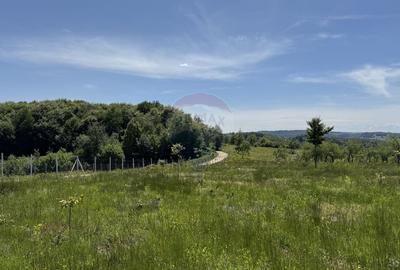 Teren agricol intravilan de 55600 mp, în Codru Butesii - 14