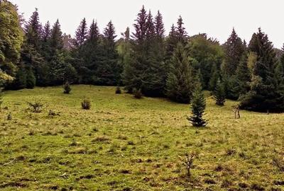 Spațiu comercial, în Dâmbovicioara - 2