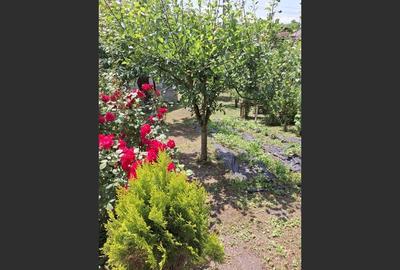 Casă 3 dormitoare la rosu Drajna - 5