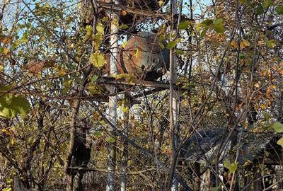 Casă cu 4 camere cu Teren 1828 Mp în Drăcșenei - 7