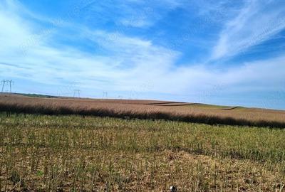 Vanzare Teren intravilan 10000mp Balaceanca - 10