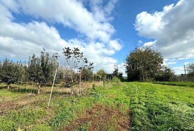 Livada+gradina, teren intravilan 2902mp, Damienesti-Bacau... - 5