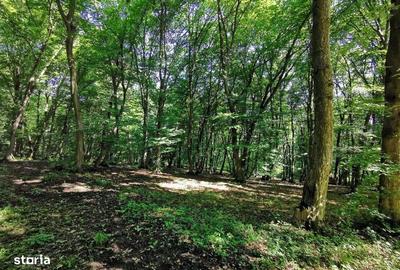 Spațiu comercial, în Central