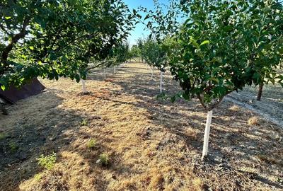 Casa de vanzare Jebel - 7