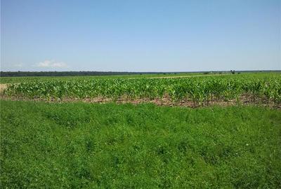 Teren de 3600 mp, în Moara Vlăsiei - 6