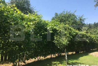 Casa ?i teren 1748mp, Sucevita Casa ?i teren 1748mp, Sucevita - 5