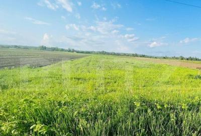 Teren 5500mp extravilan,Sat Dimoiu - 4