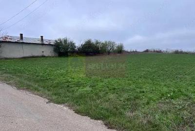 Teren de 5000 mp, în Comana - 1