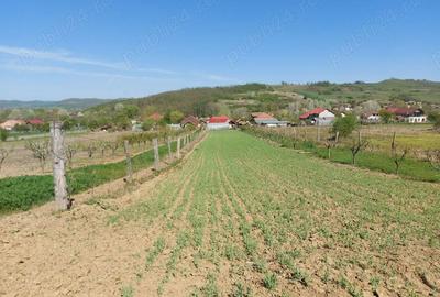 Teren de 76393 mp, în Vladimir - 5