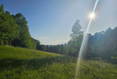 TEREN DE VANZARE APROAPE DE PADURE - 5