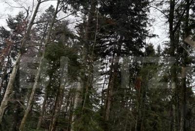 Teren unic, exclusivist 4000 mp, in inima muntilor, Sinaia - 12