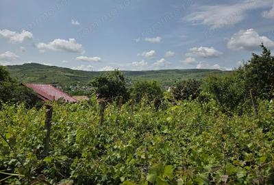 Oportunitate casa + anexe, 100 mp cu gradina 700mp - 3